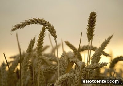 电子游艺场所深度解读：12bet每日返现福利全解析